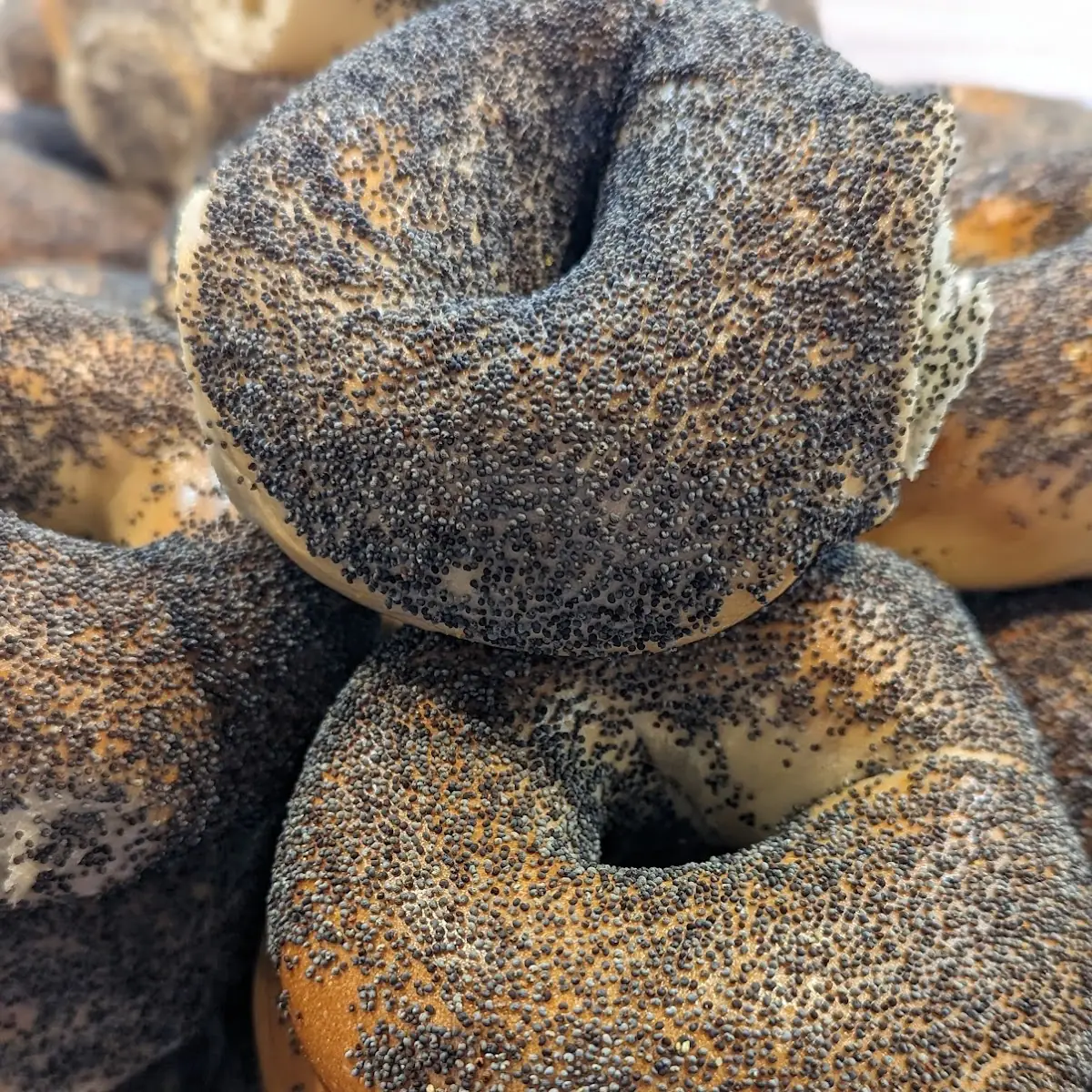 Poppy Seed