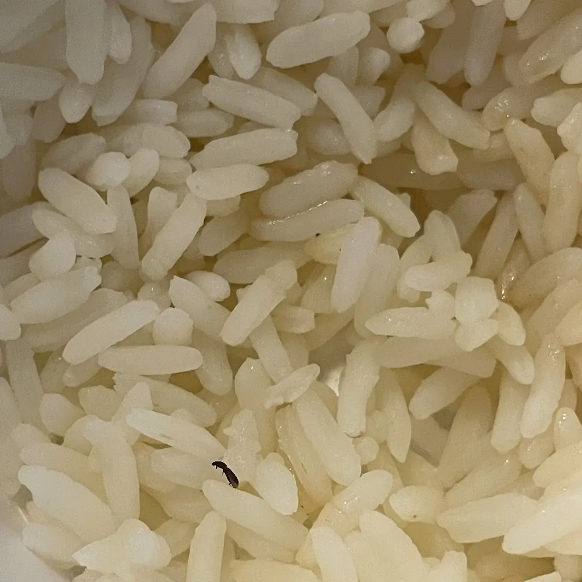 White Rice 6 Oz