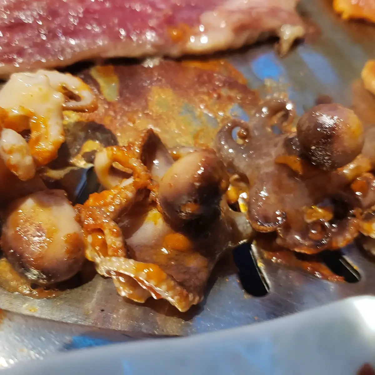 Baby Octopus
