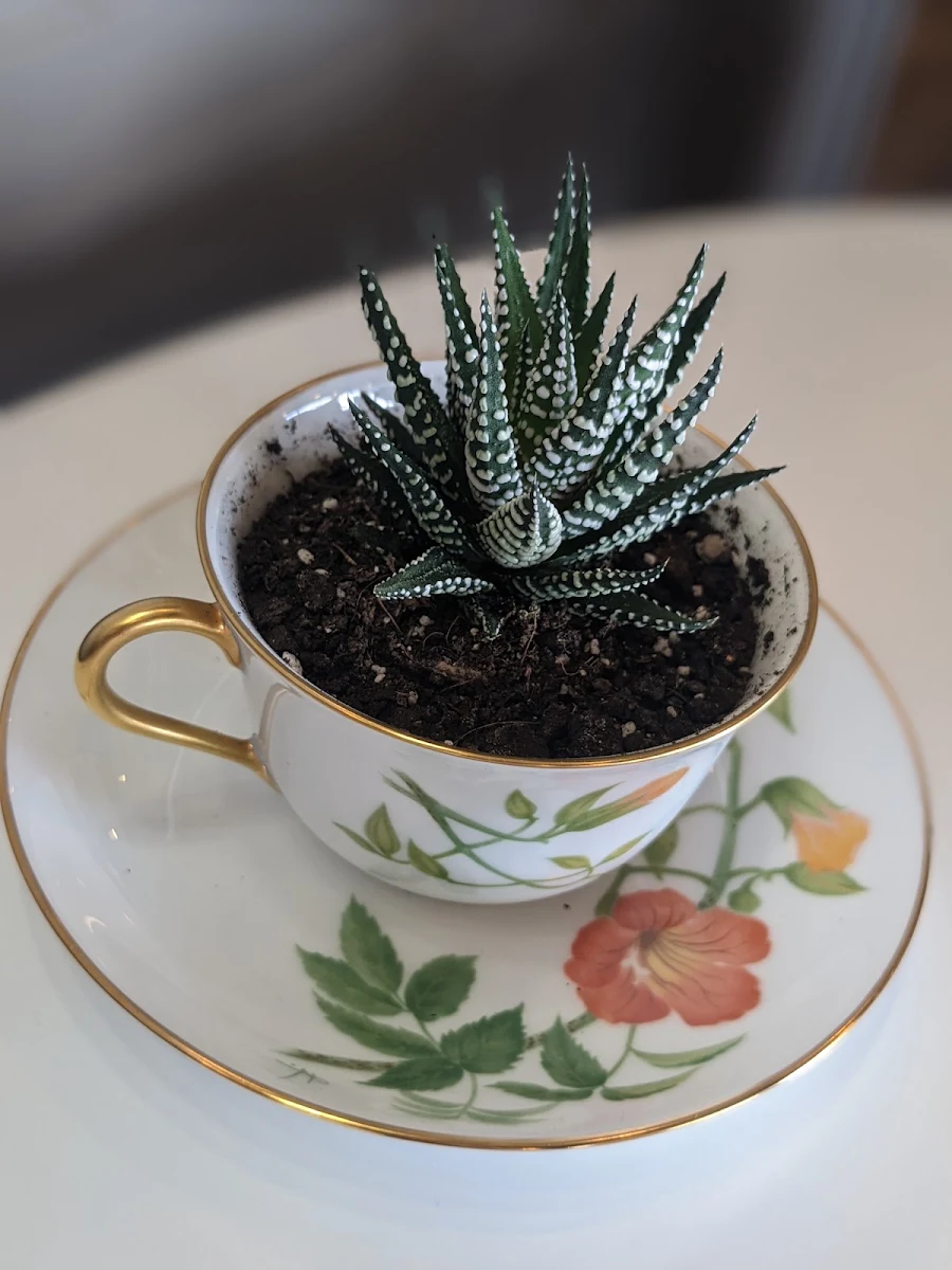 Highlights, Queen of Hearts Tea House