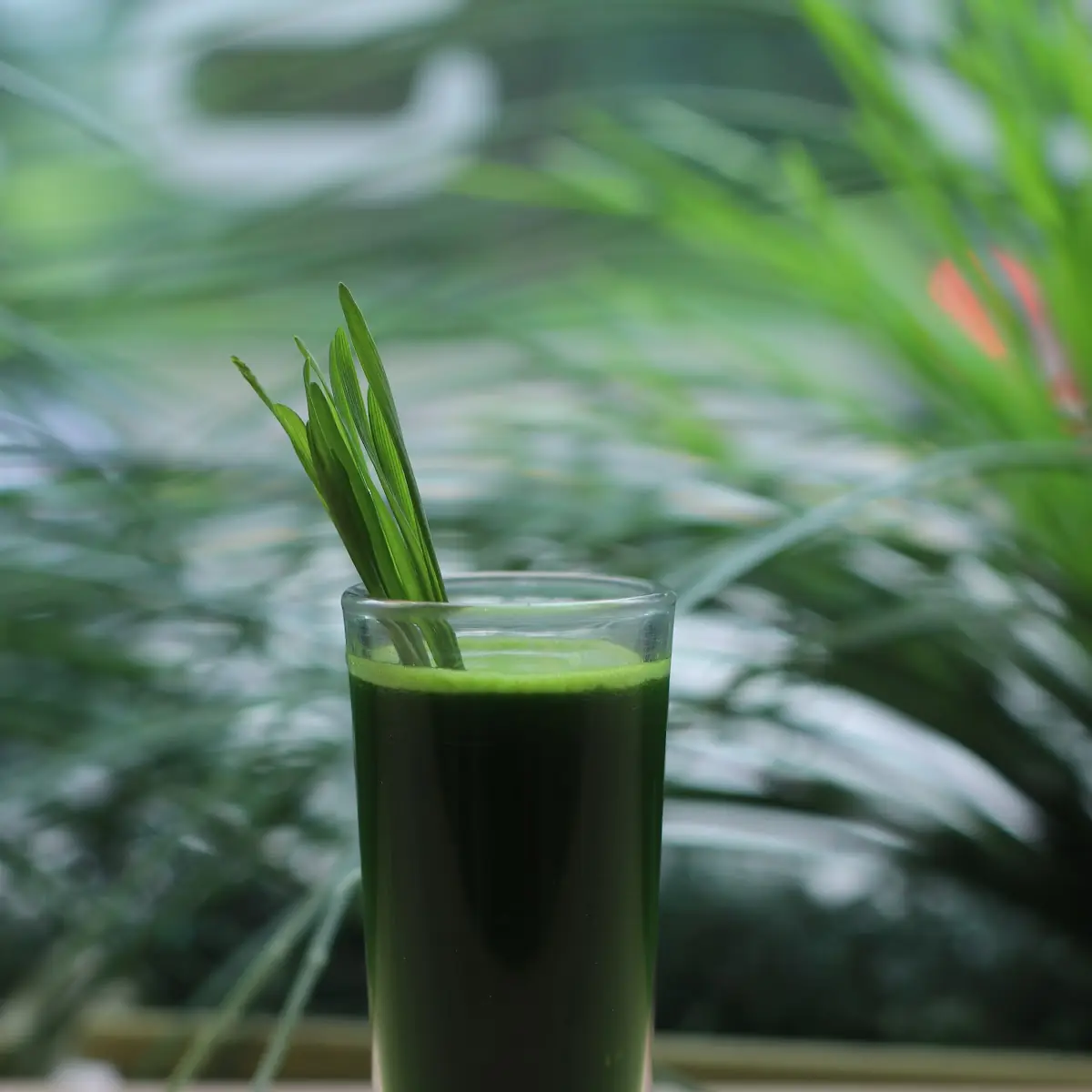 Wheatgrass Shot