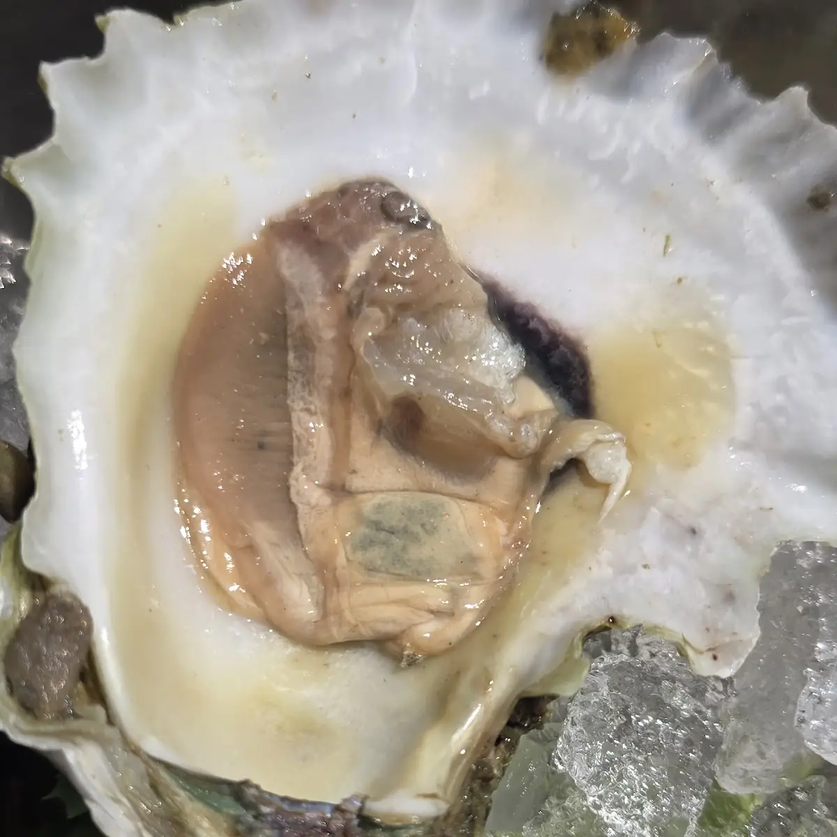 Raw Oysters