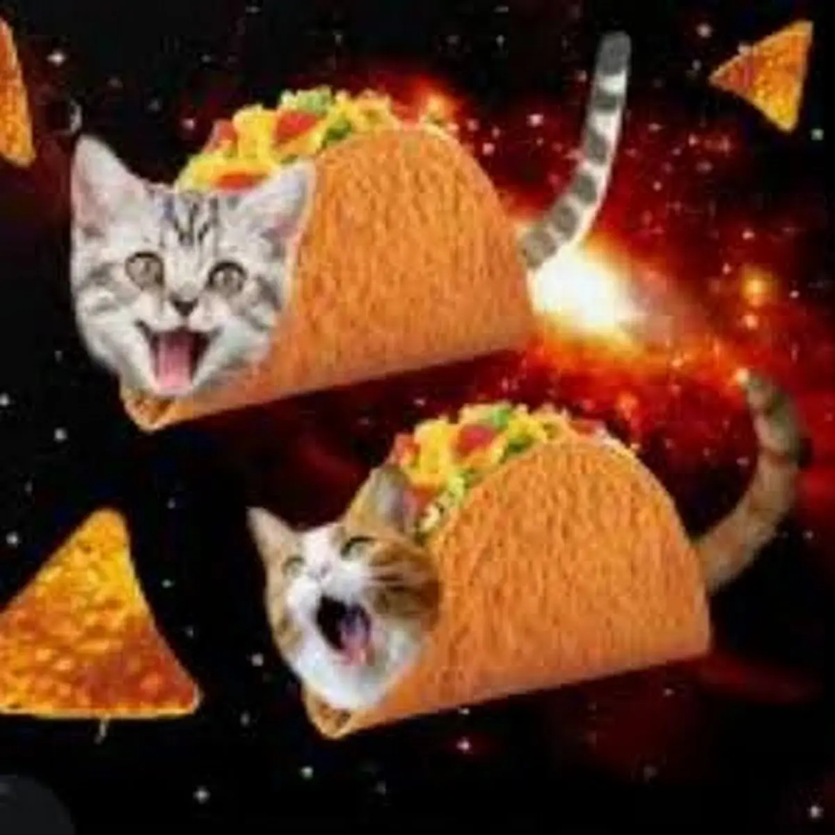 Gato Taco Supreme