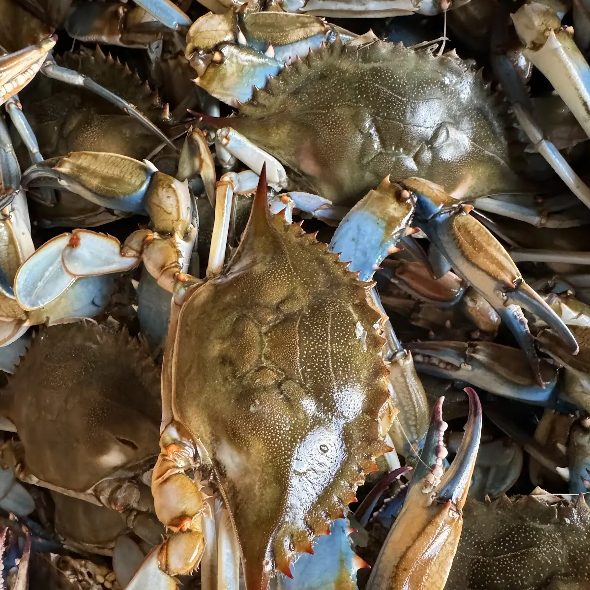 Chesapeake Blue Crab