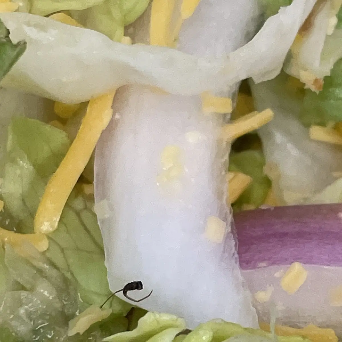 House Garden Salad