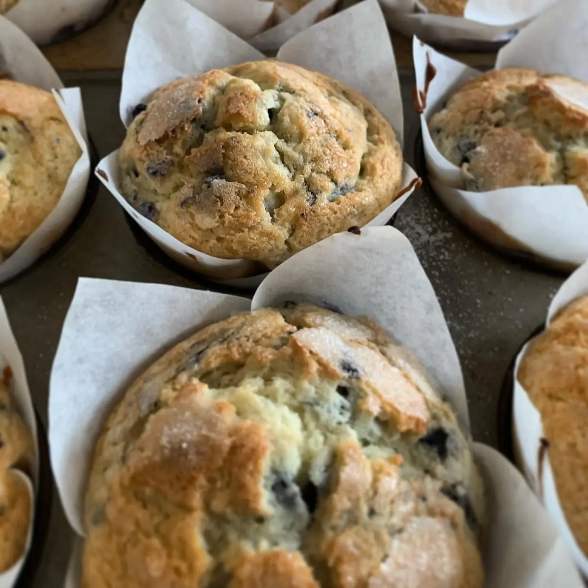 Jumbo Muffins Assorted