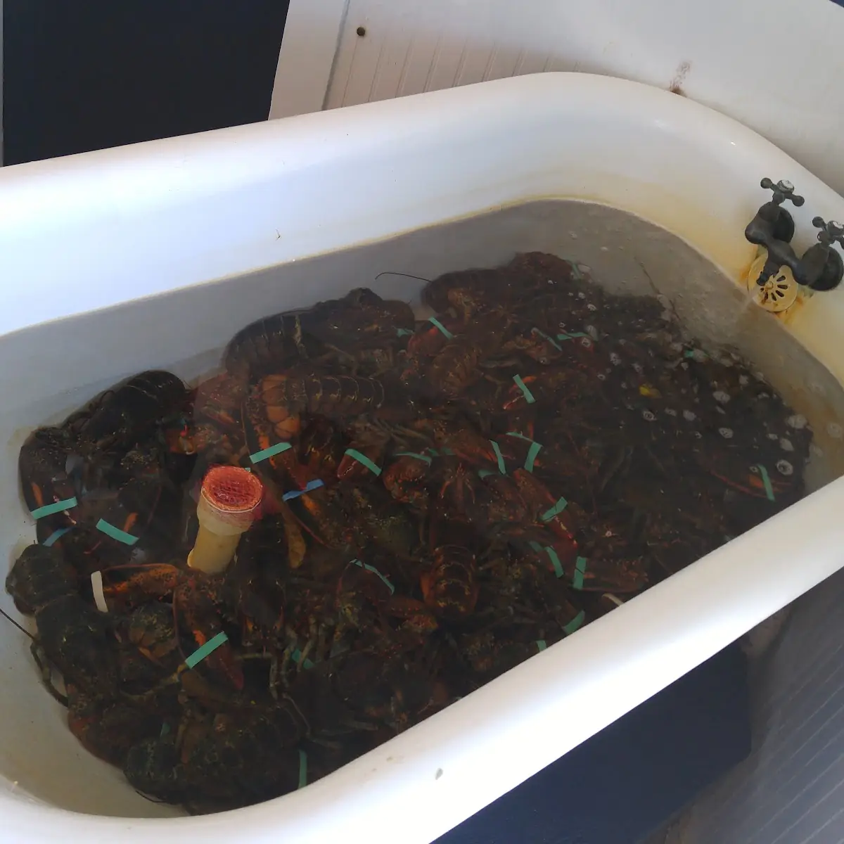 Live Lobster