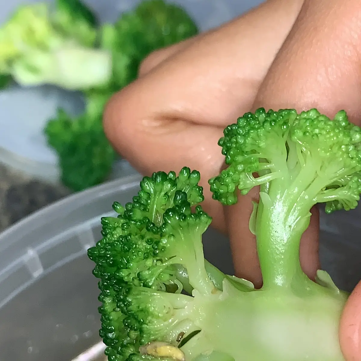 Broccoli w Garlic Sauce
