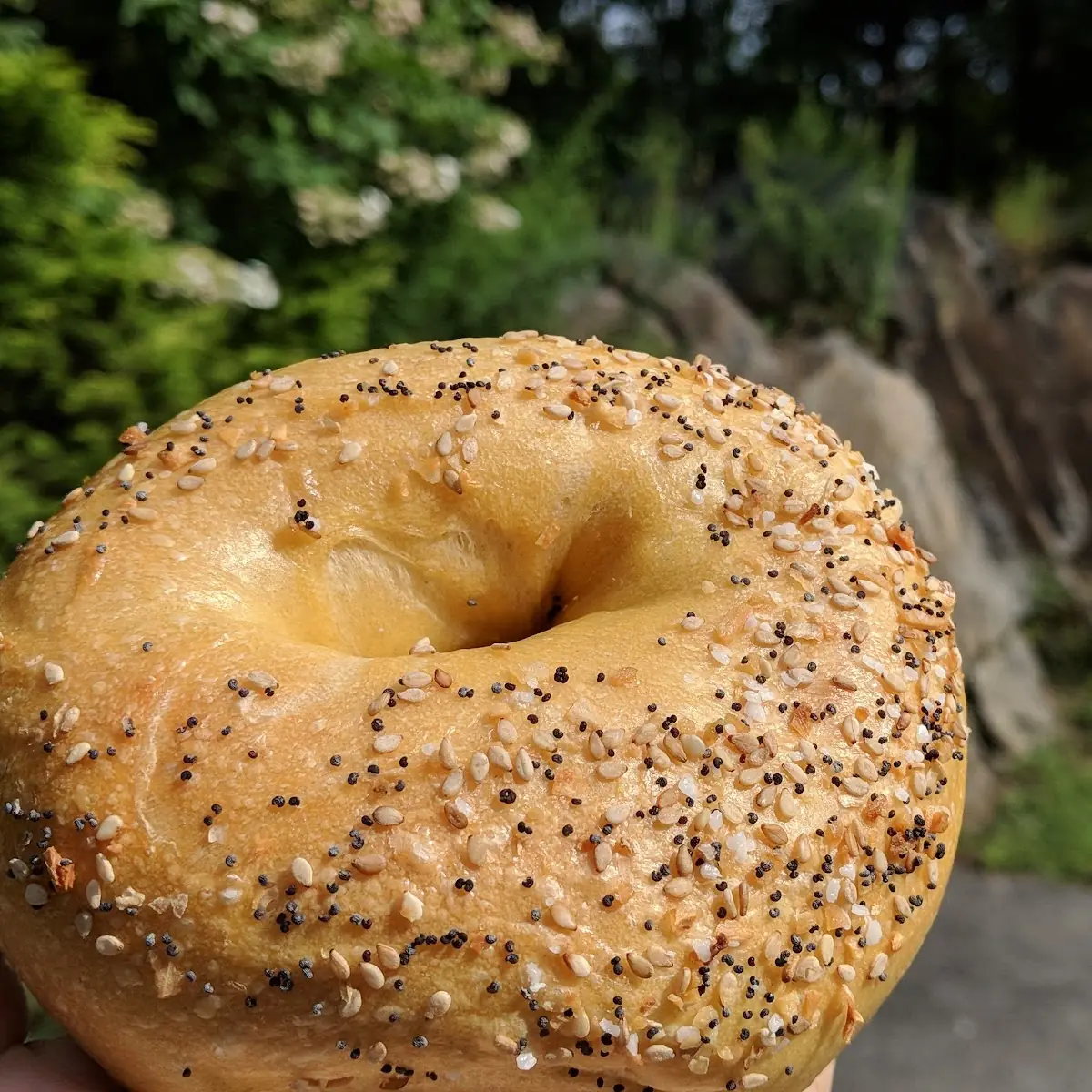 Egg Everything Bagel