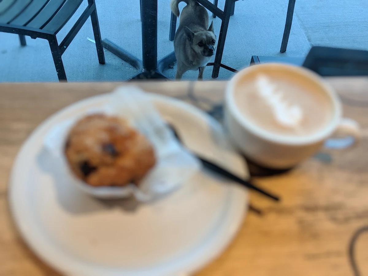 Blueberry Muffin