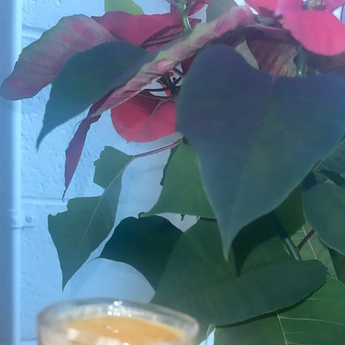 Turmeric Shot