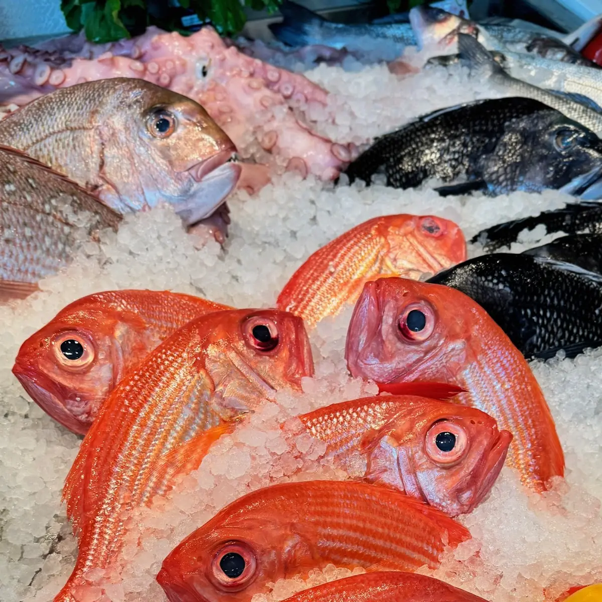 Red Snapper