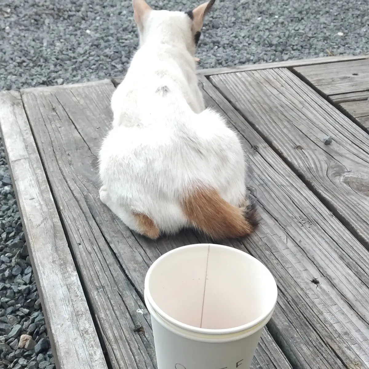 12 Oz Hot Tea