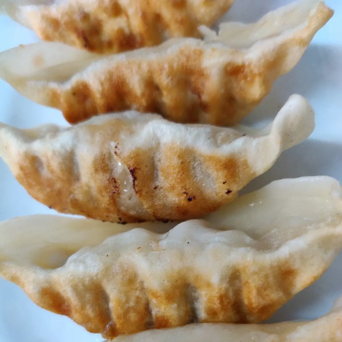 Pan-Fried Gyoza