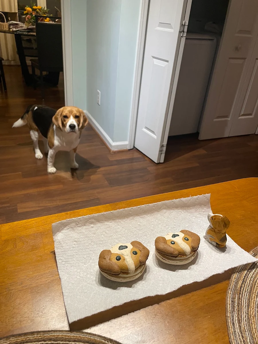 Bagel