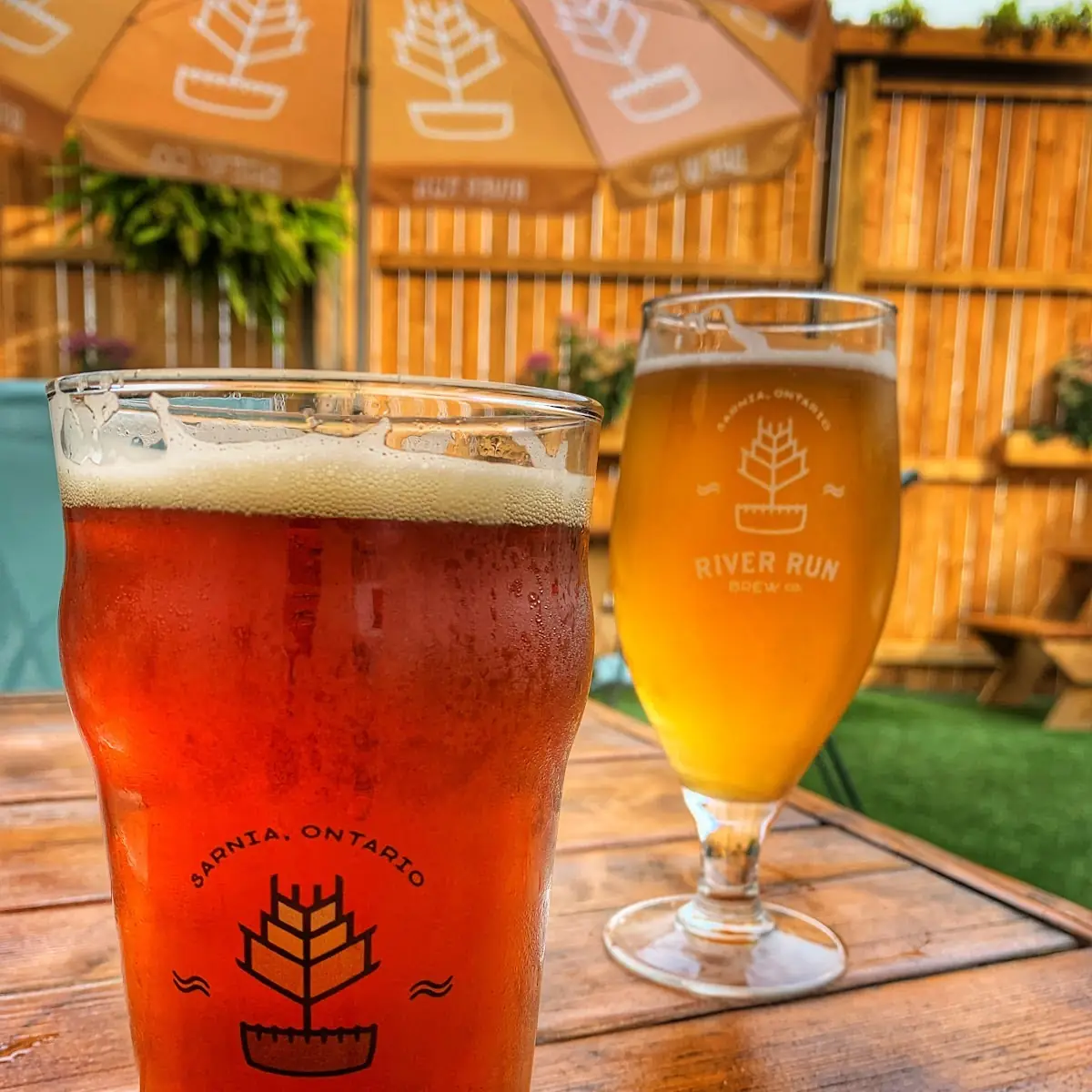 Mango Cream Ale