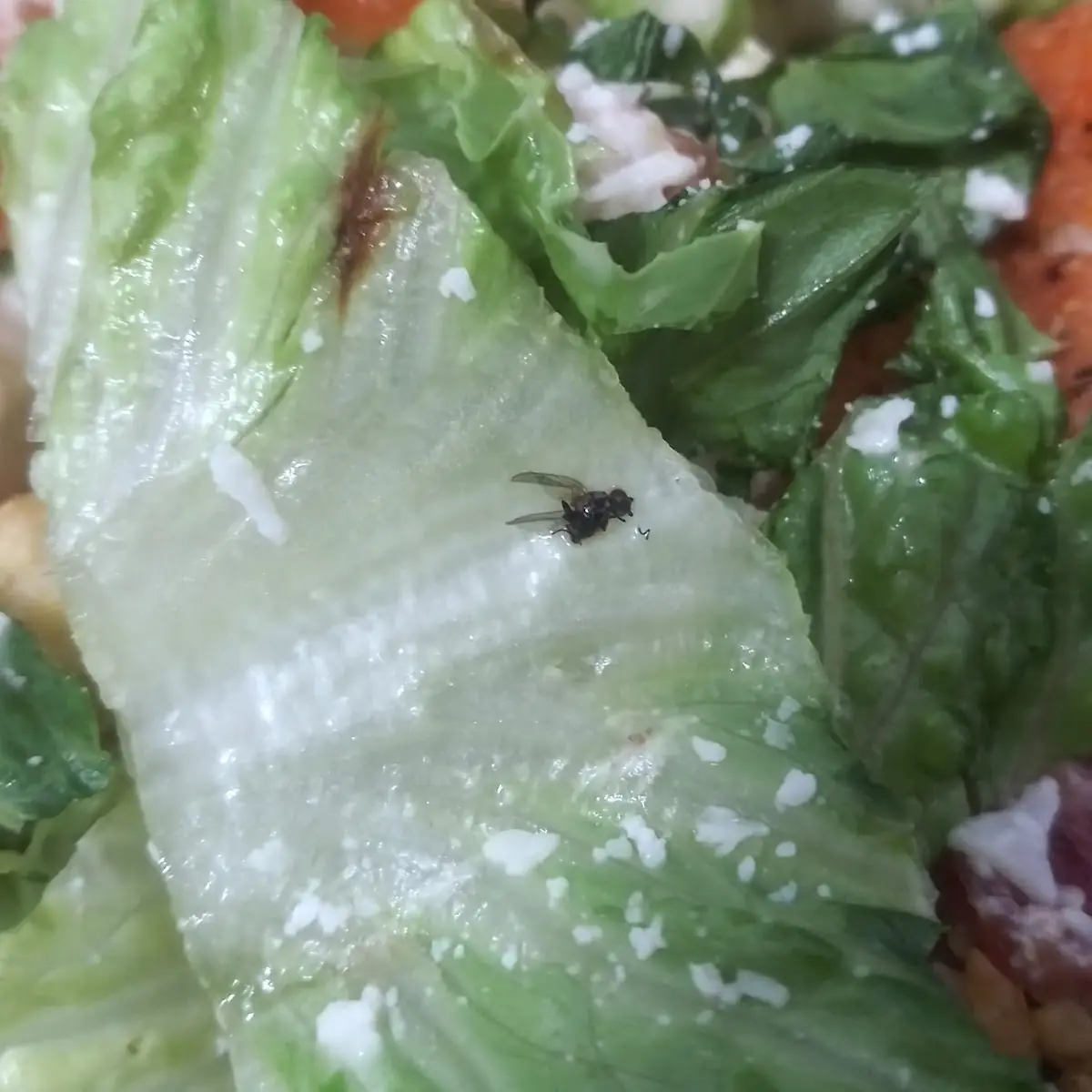 Chicken Caesar Salad