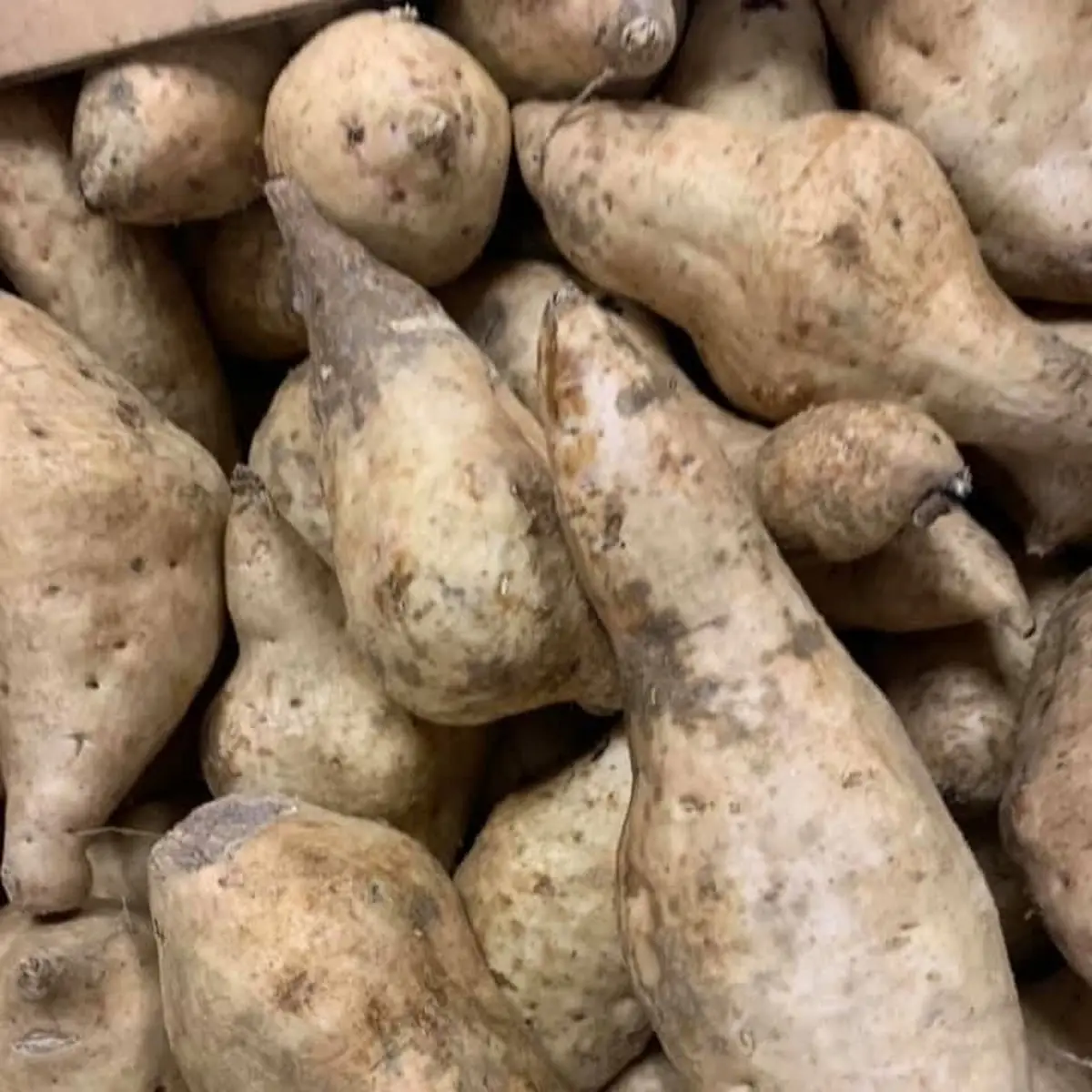 Sweet Potato