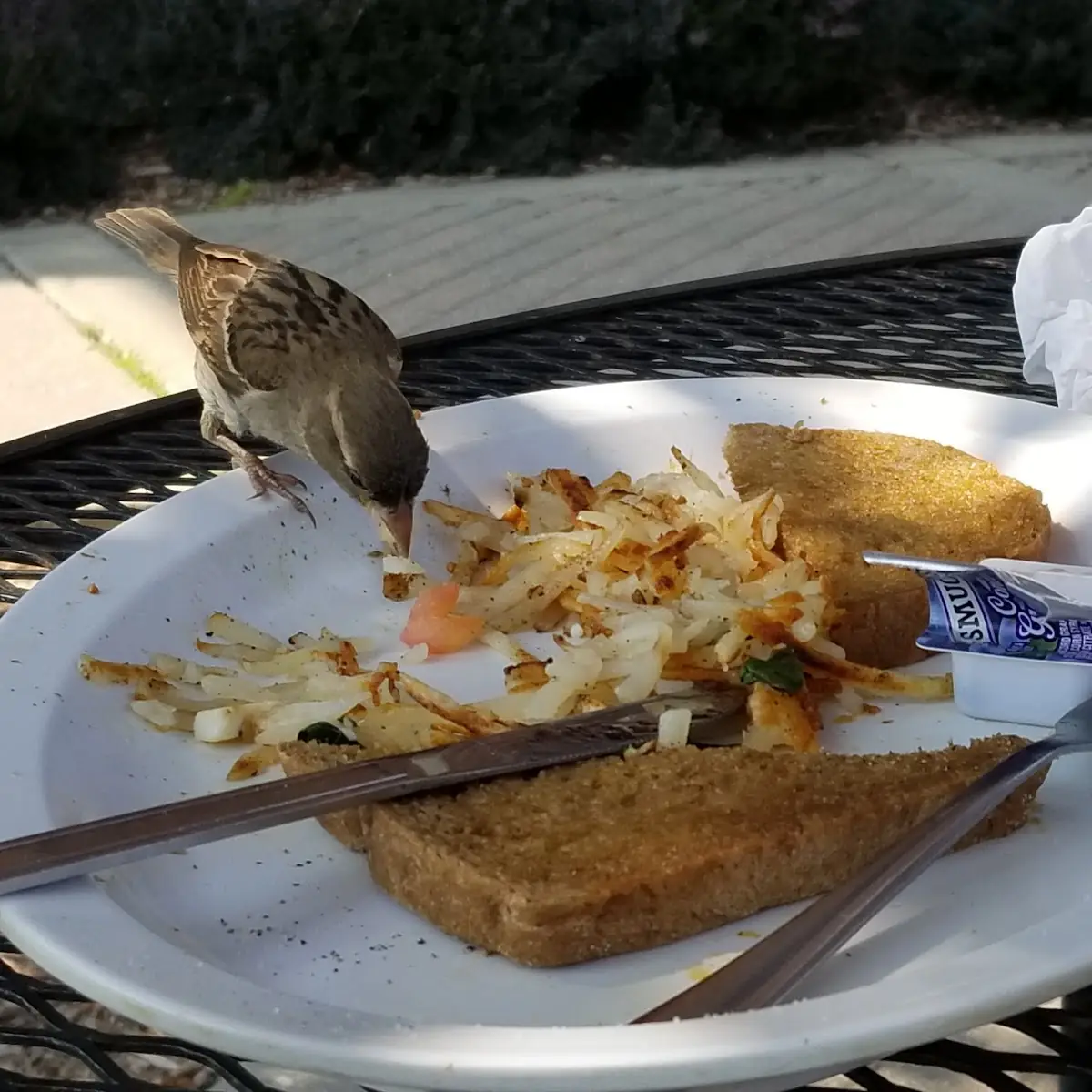 Leftover Hash Brown Potatoes for the Local Chickadees