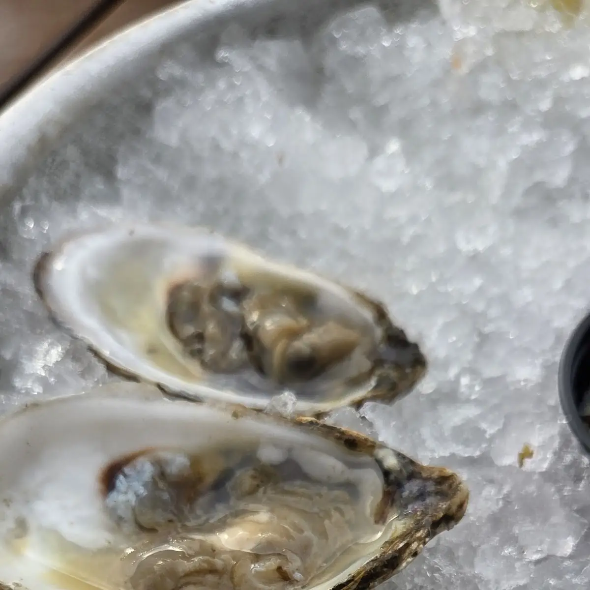 Oysters on the Half Shell