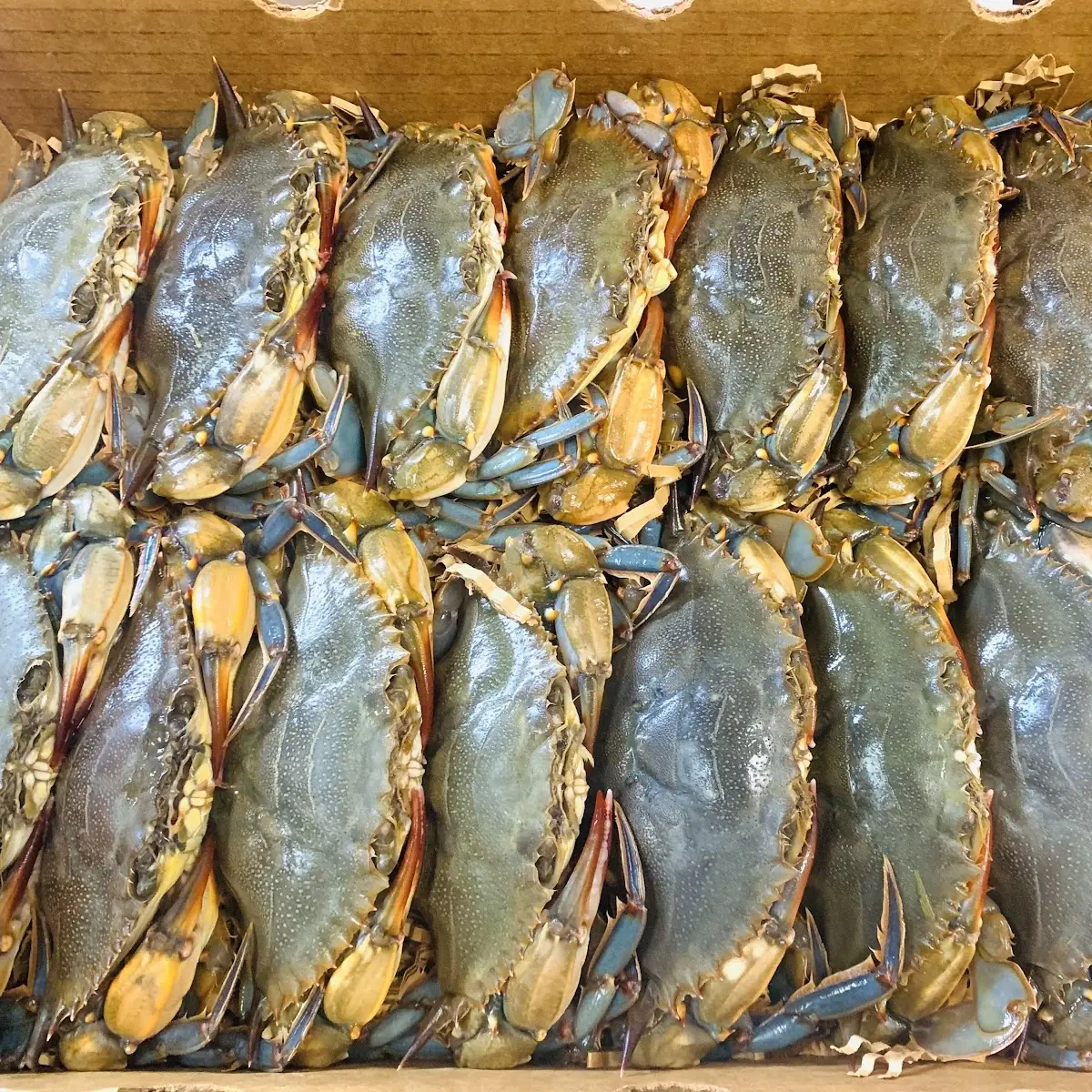 Live Soft Shell Crab