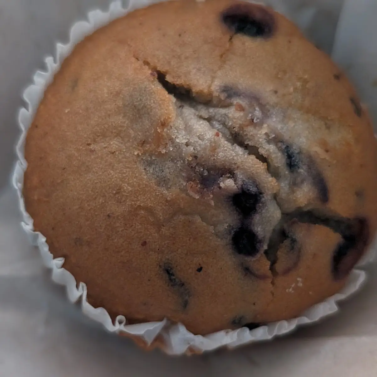 Blueberry Muffin