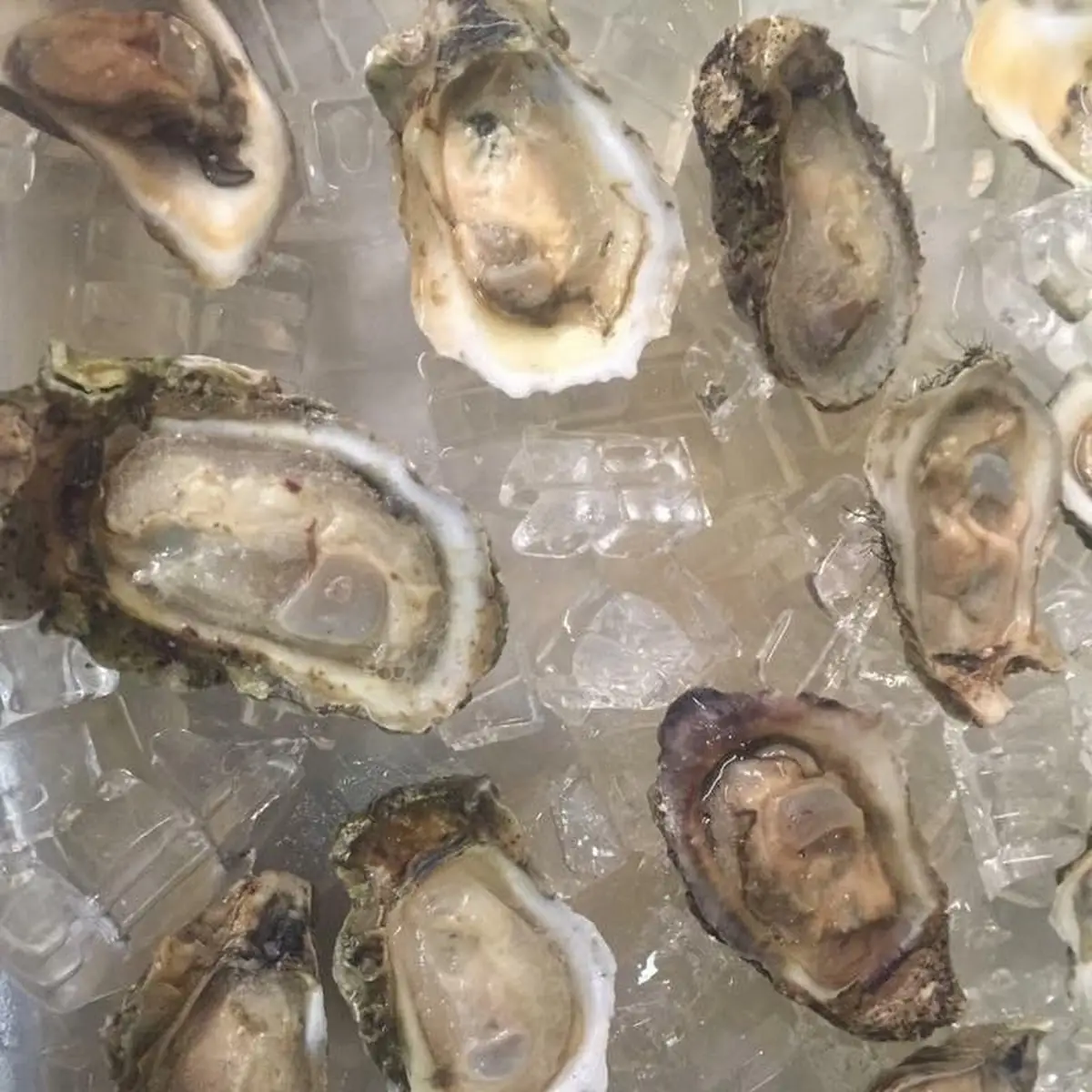Oysters on the Half Shell