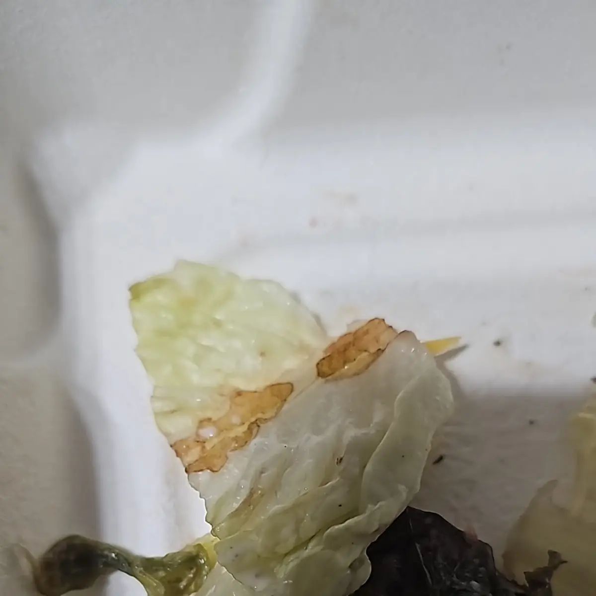 Harvest Chicken Salad