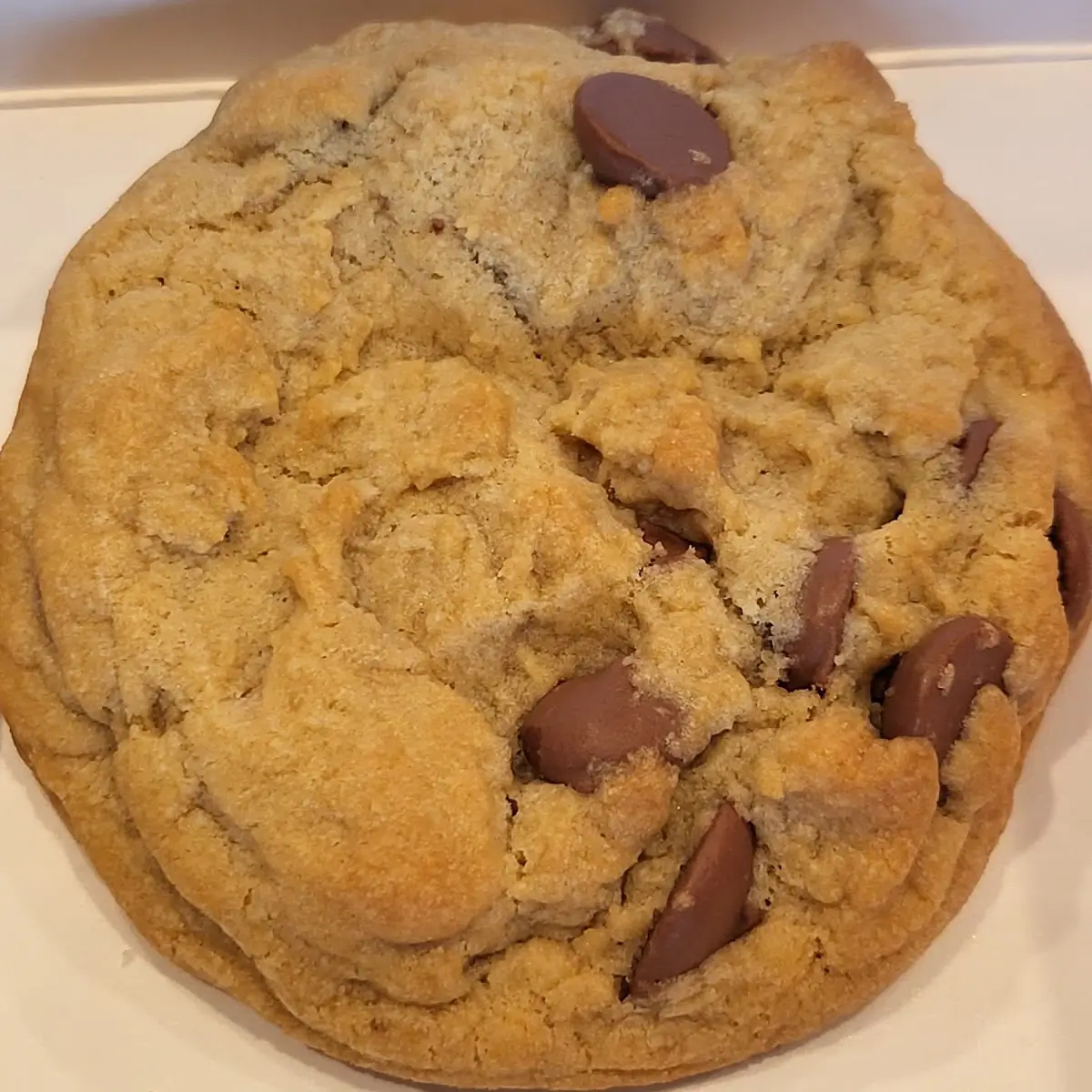 Chocolate Chip Cookie