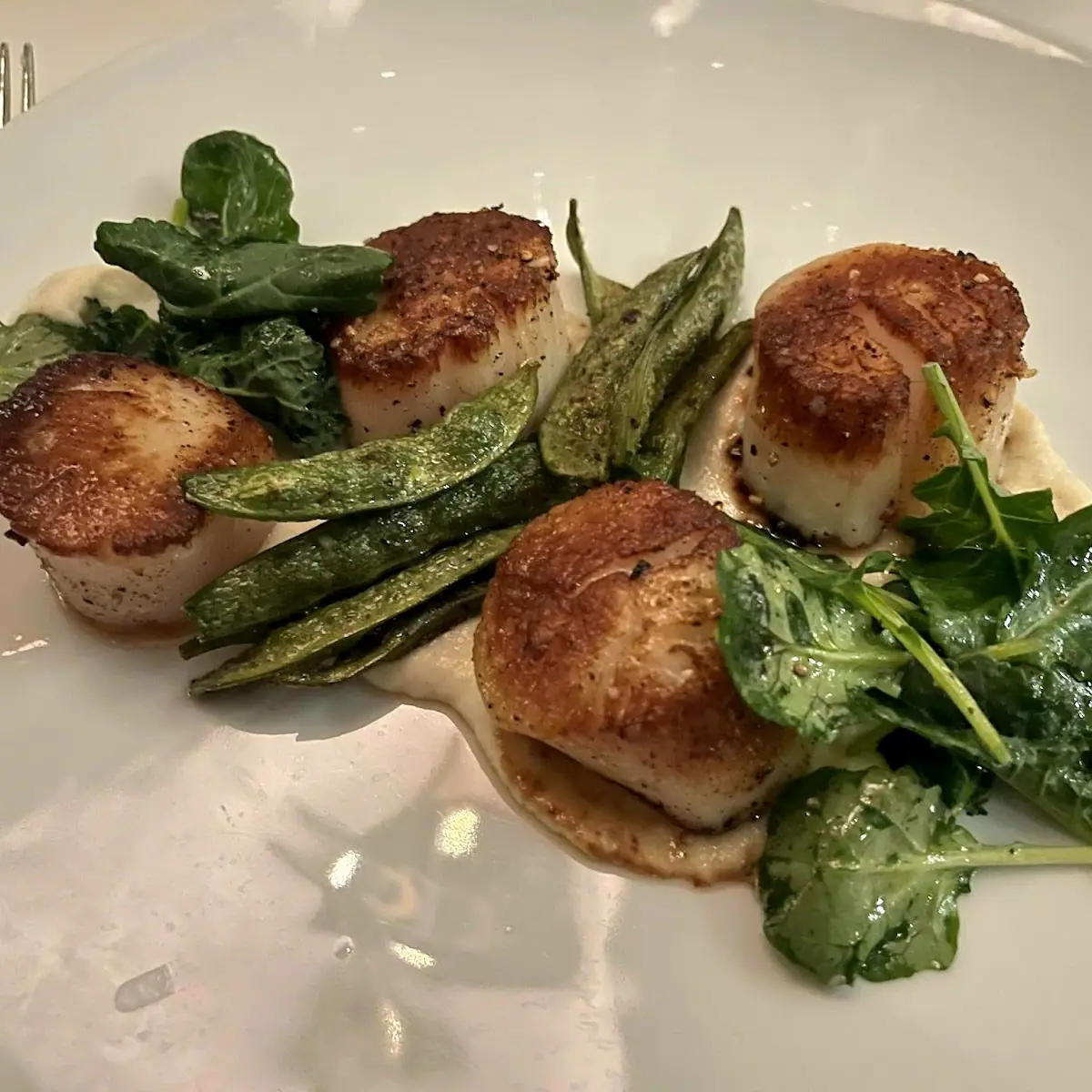Sea Scallops