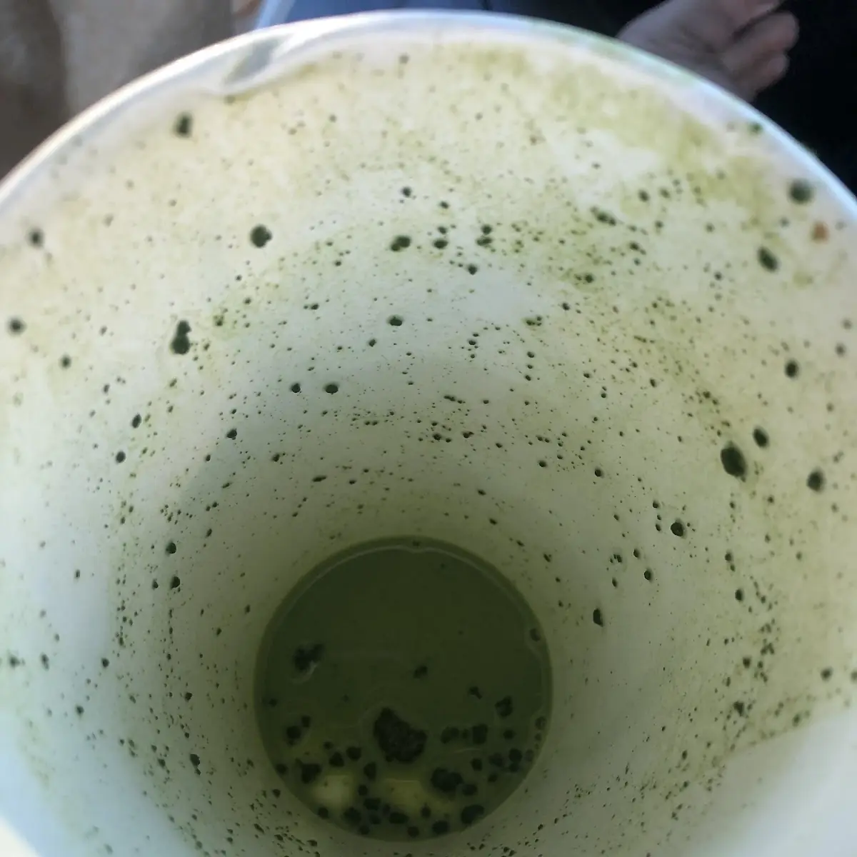 Matcha Latte
