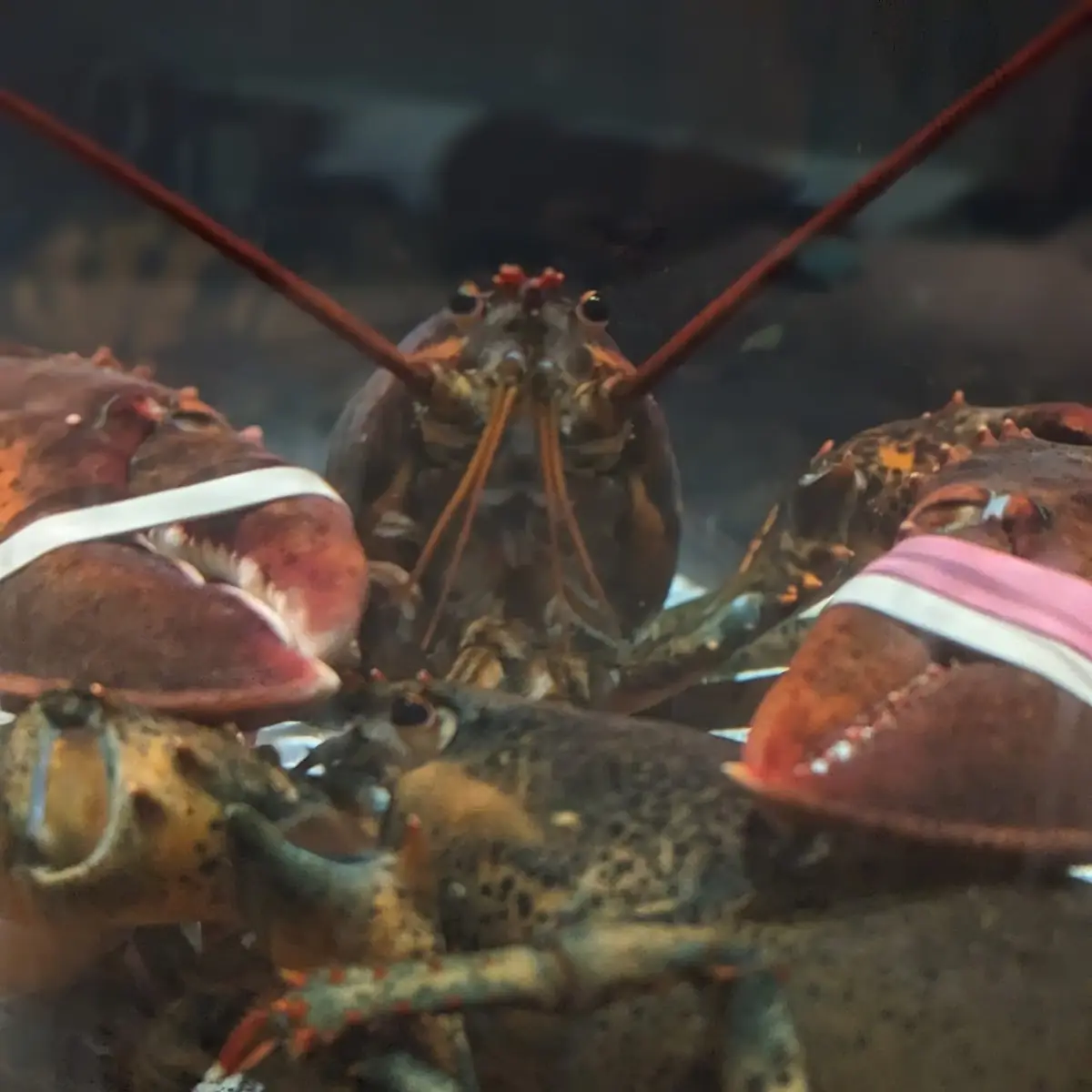 Live Maine Lobster