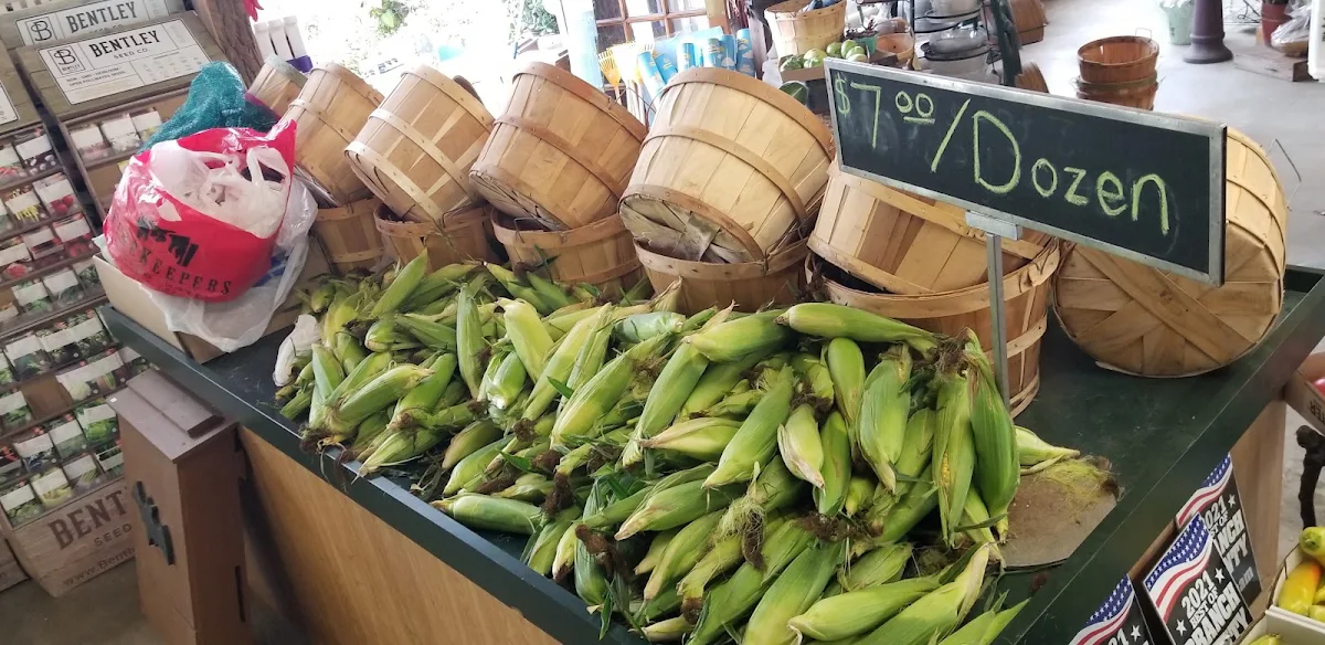 Sweet Corn