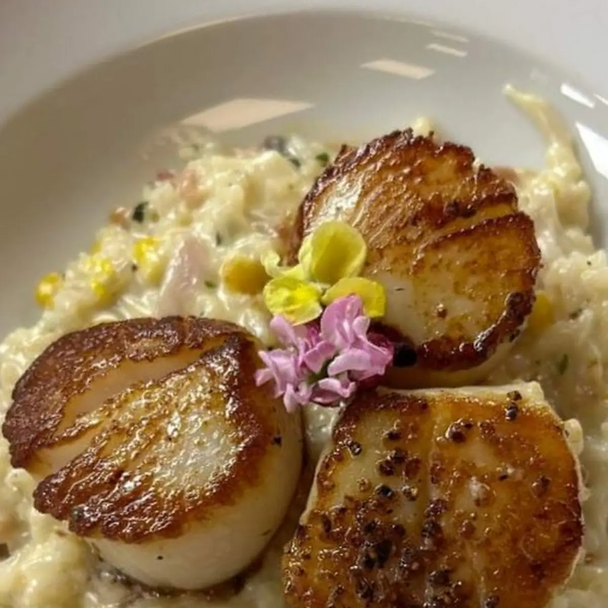 Large Sea Scallops