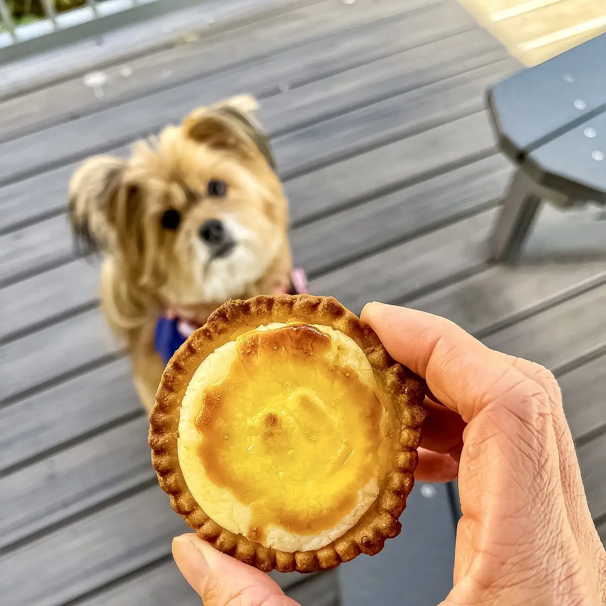 Custard Tart
