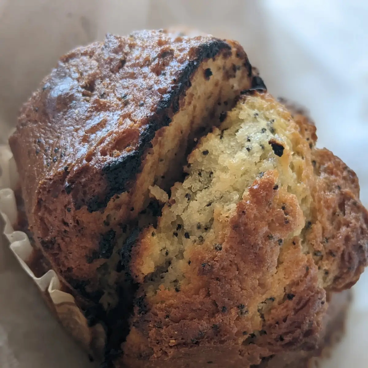 Lemon Poppy Muffin