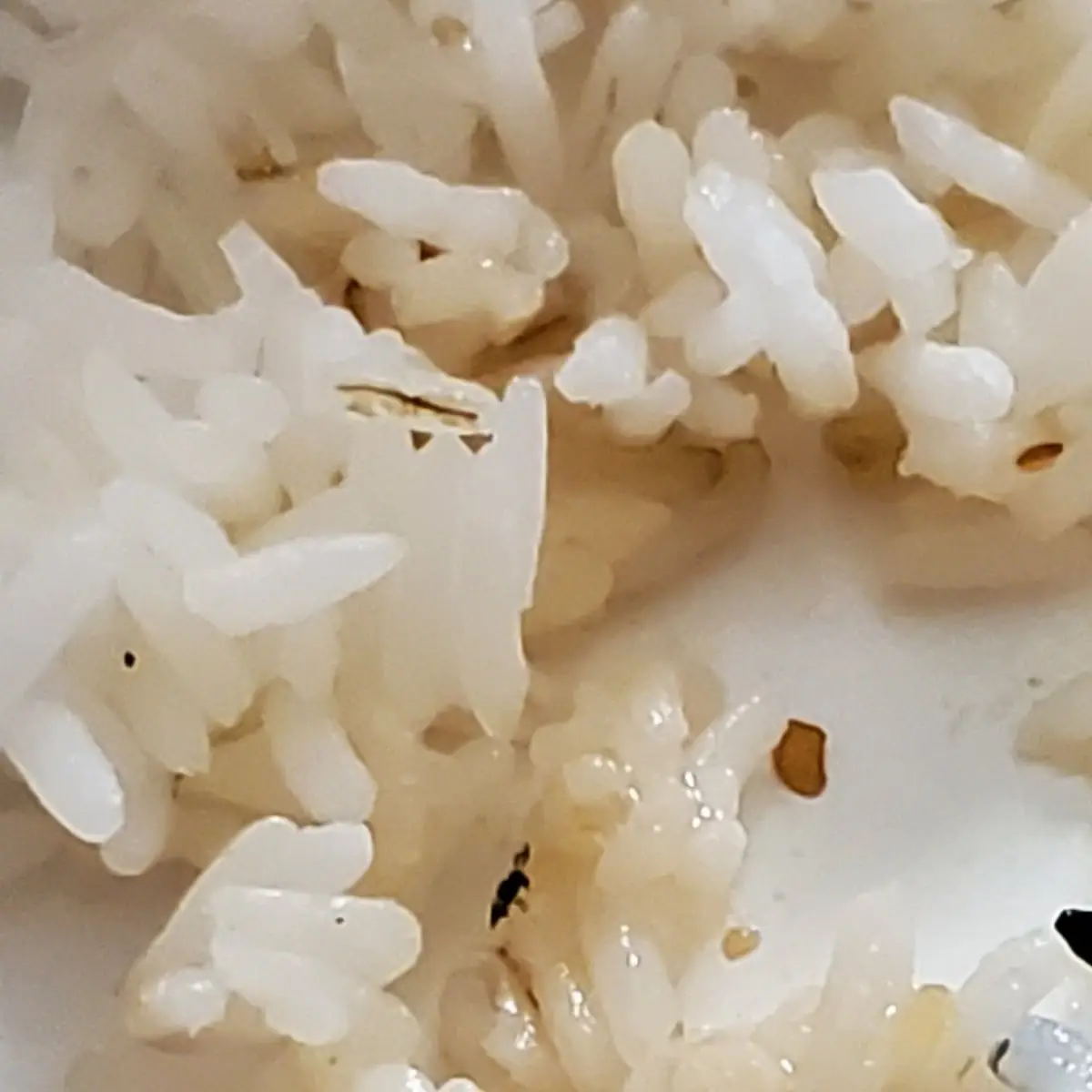 White Rice