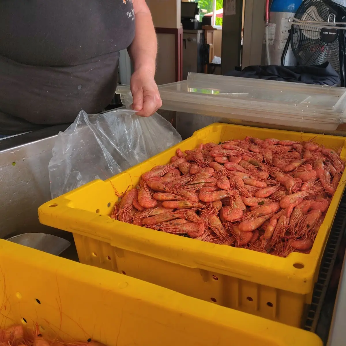 Fresh Cooked Shrimp