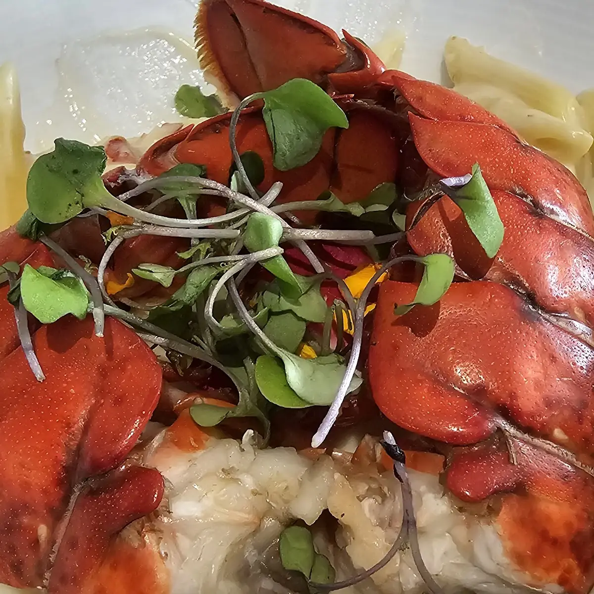 Lobster