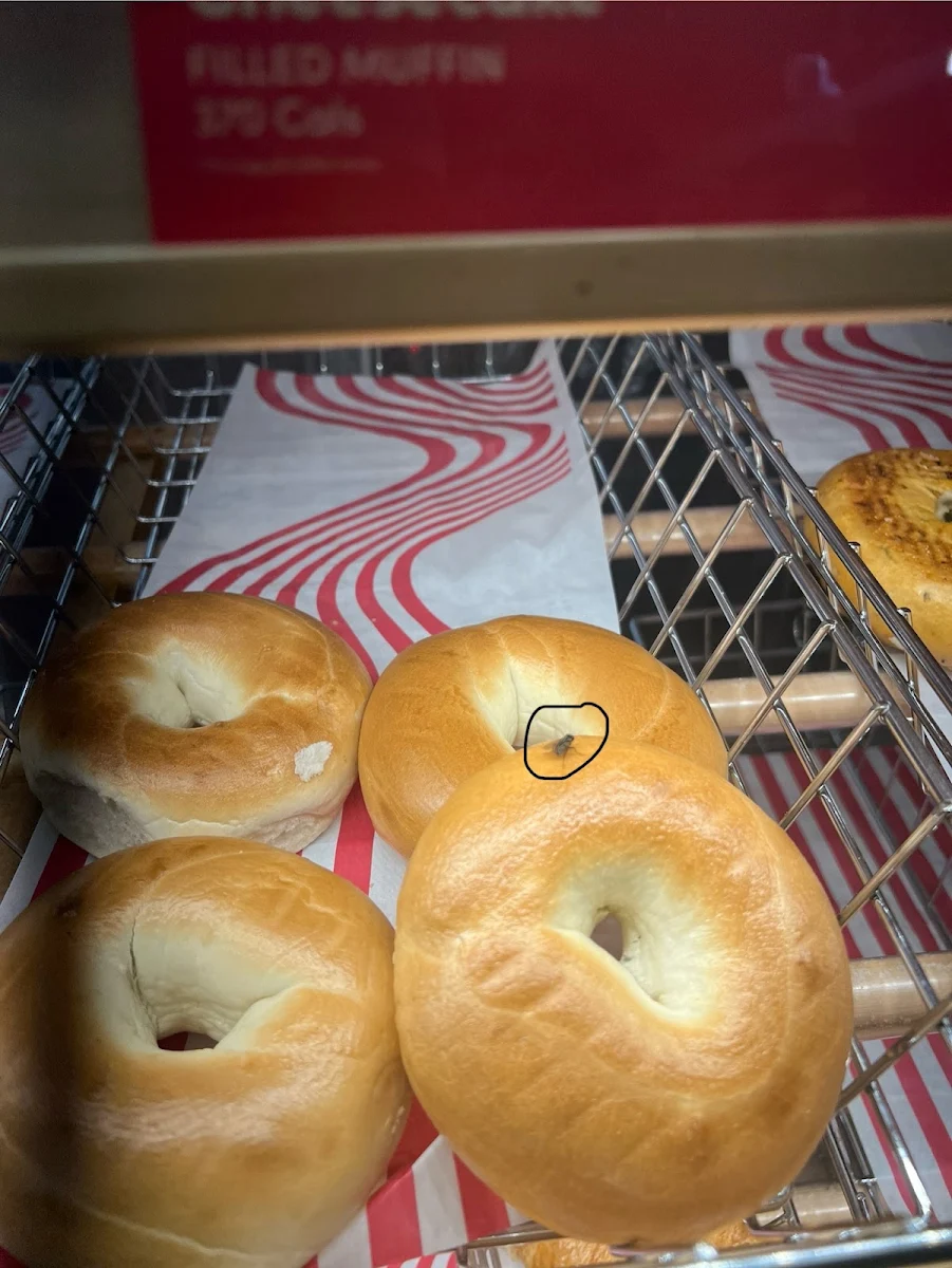 Plain Bagel