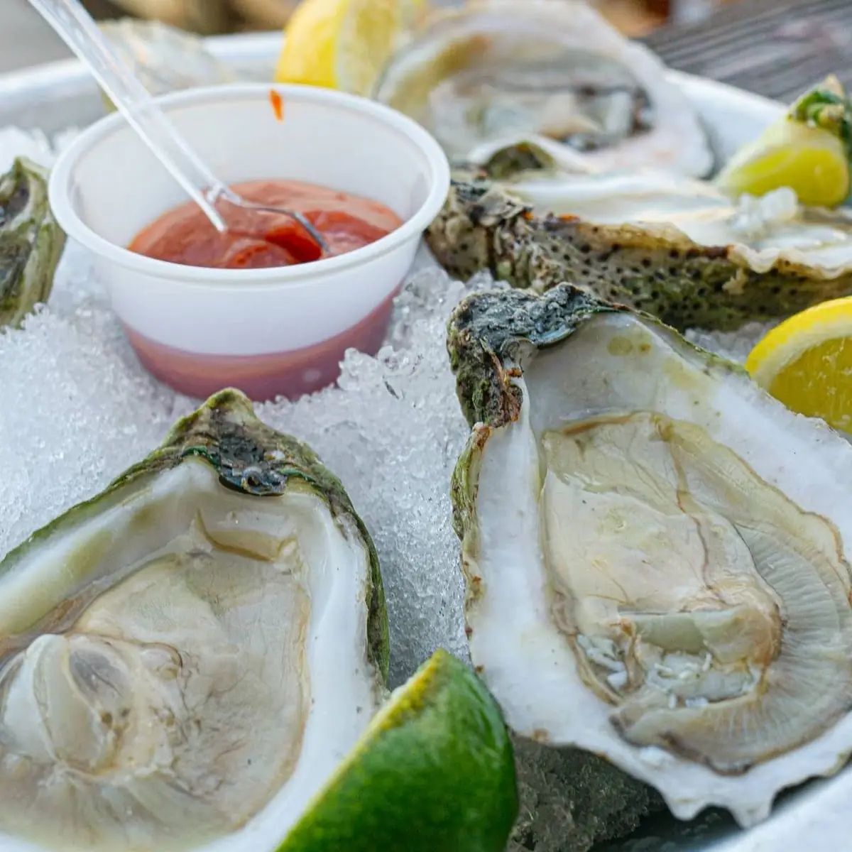 Fresh Oysters