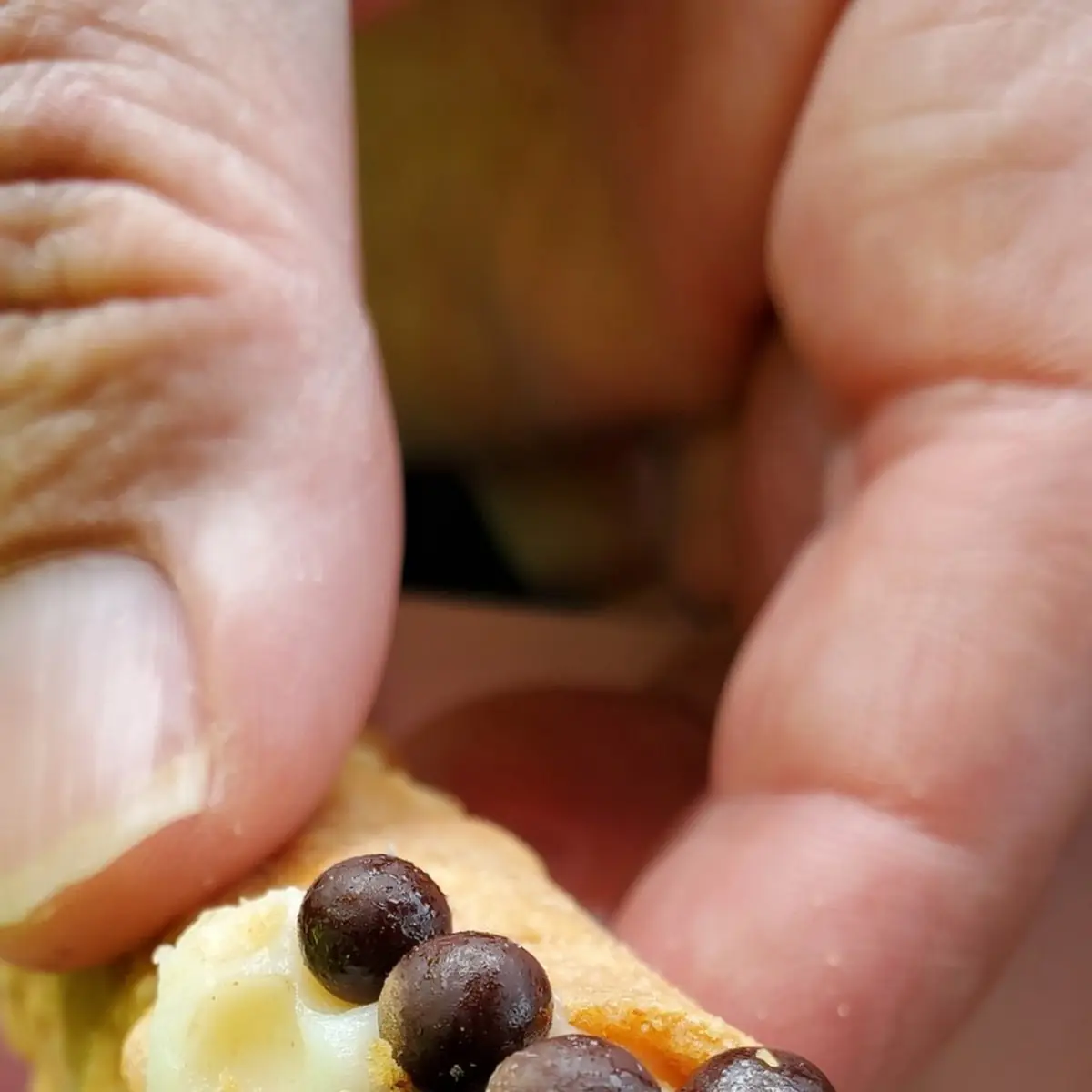 Chocolate Chip Cannoli