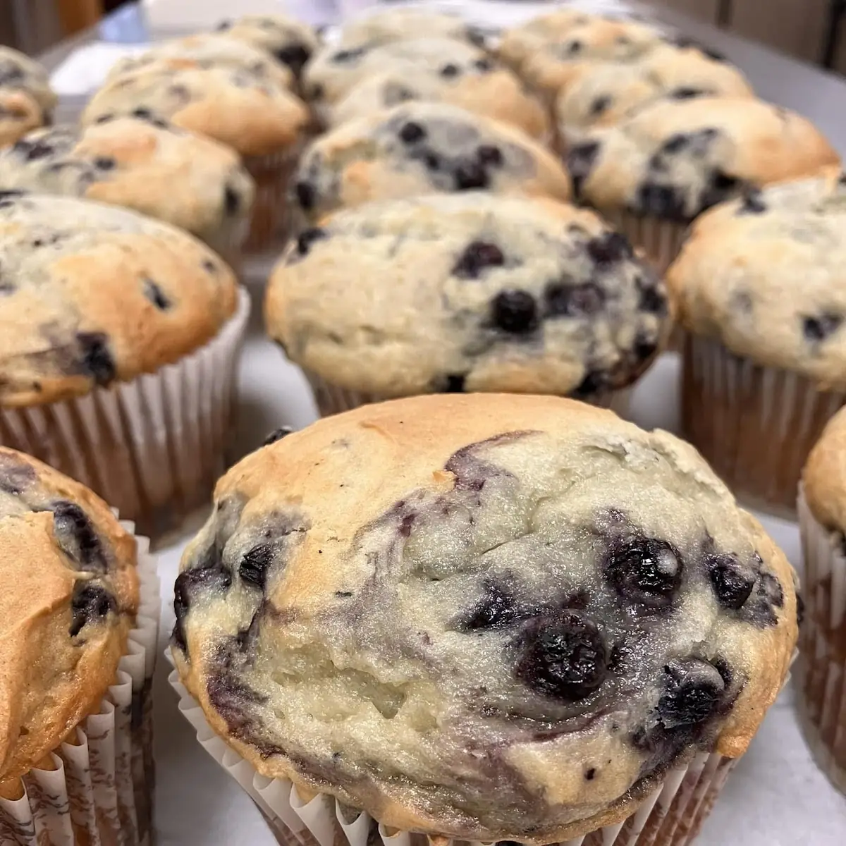 Blueberry Muffin