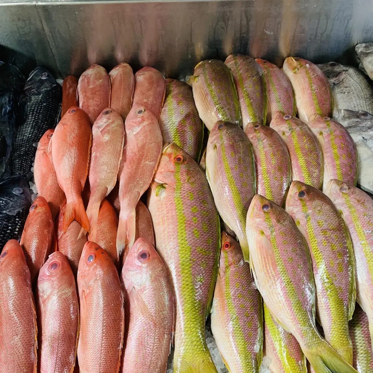 Wild Red Snapper with Two Sides