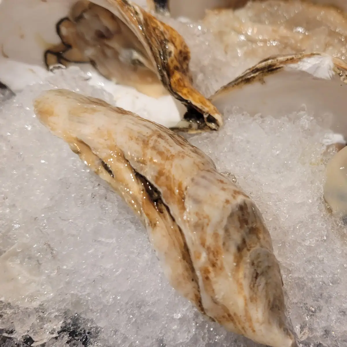 Fresh Raw Oysters on Ice