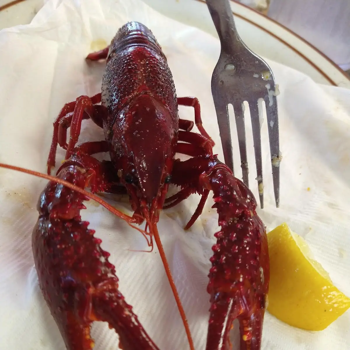 (41) Langosta Y 5 Camarones /  Lobster And 5 Shrimp
