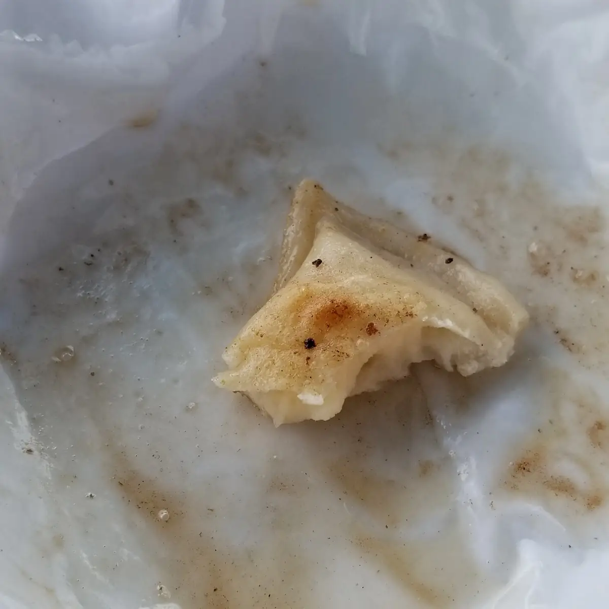 New Pierogi Paper