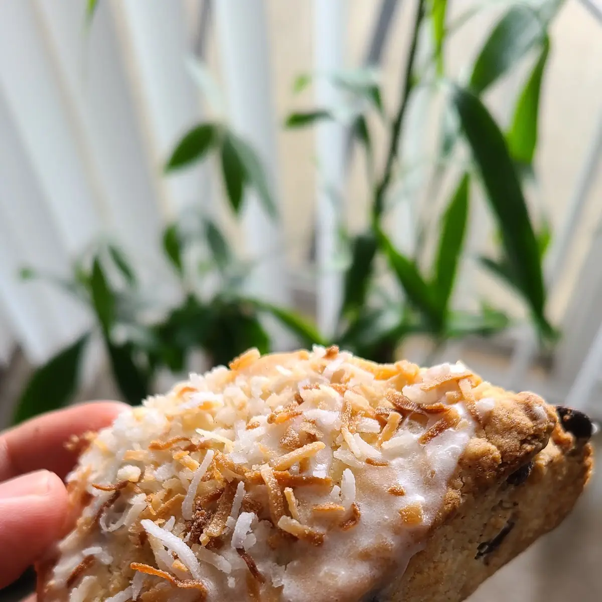 Coconut Chocolate Chip Scone