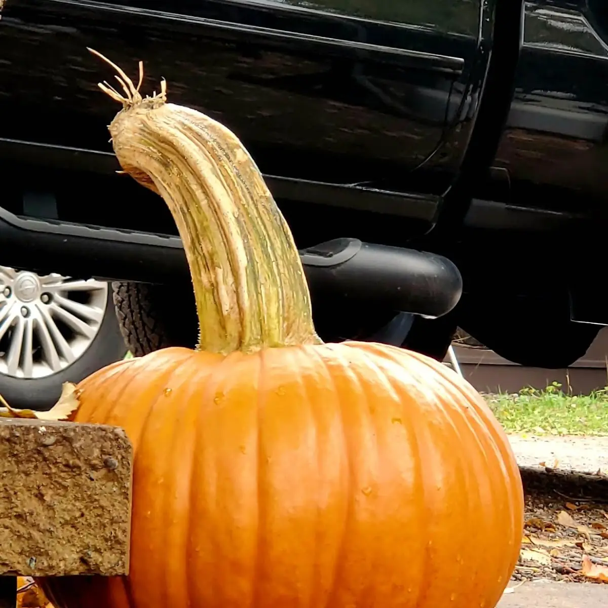 Future Pumpkin Pie