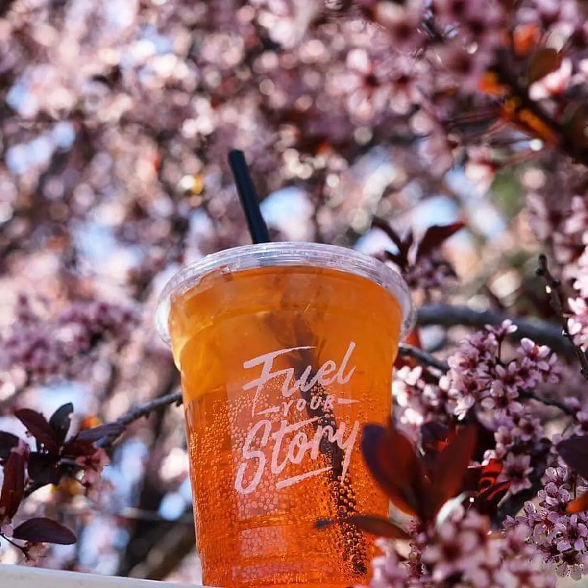 Cherry Blossom